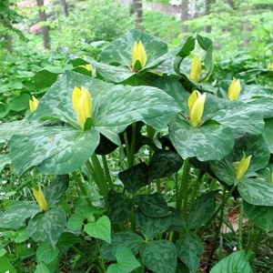 Триллиум Trillium Luteum